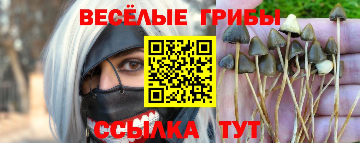 Тихорецк  Галлюциногенные грибы Psilocybe  Вход с VPN 